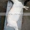 goat hair removal machine/goat dehairing machine /slaughter machine