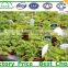 PC Sheet Cover Material and Multi-Span Commercial Greenhouses for Agriculture for Sale
