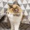 Wholesale Factory Waterproof Outdoor Camping China Pop Up Portable Pet Dog Cat Teepee Bed Tent For Dogs