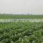 Sinocharm New Season BRC A Approved 30-50mm IQF Cut Spinach Frozen Spinach