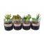 Mini Succulent Plants Cheap Artificial Plants With Pot Set Faux Plant Art For Decoration