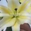 Exquisite hot sale yellow color lily