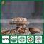 Shiitake Mushroom Spawn Bag, Mushroom Cultivation ,China Shiitake Mushroom