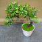 Wholesale mini artificial green plant bonsai for promotion