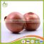 China best selling fresh red yellow onion for export