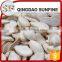 Edible Adenium Snow White Pumpkin Seeds