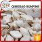 Edible adenium snow white pumpkin seeds