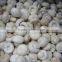 Greenhouse advanced production Cultivation greenhouses for mushroom
