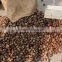 Organic raw chestnuts with shell, sweet and easy peeling