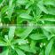 organic stevia extract (99% Steviosides/ 98% Reb-A)