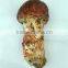 Wild Matsutake Organic Mushroom With Good Quality