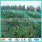 green plastic fruit collection net