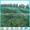 green agriculture insect netting