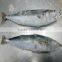 Pacific Mackerel Cheap Fish