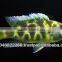 Cichlid fish farm for sale and export