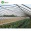 Simple galvanized steel frame single span polyethylene film Greenhouse For Sale