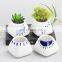Meaty white porcelain flowerpot green plant flower pot hand-painted creative ceramic mini pot