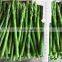 Sinocharm BRC A Approved New Season IQF Green Asparagus Frozen Green Asparagus