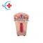 HC-S317 Female contraceptive model intrauterine contraception and training model/intrauterine device model