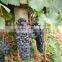 Chinese Fresh Black Globe Grape
