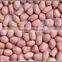 Peanut kernels new crop
