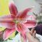 Good smell factory direct high quality flower lilies