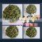 GWS snow white pumpkin seeds shine skin pumpkin seeds Nutritional Benefits of Pumpkin