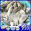 High Quality Seafood Product Red and Black Frozen Tilapia