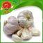 Non-polluting base planting natural garlic white garlic from China
