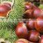 Fresh chestnut in bag package. MOQ:1X40FCL.