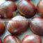 edible chestnuts