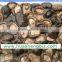 BRC,HALAL,KOSHIER frozen blanched shiitake mushroom