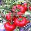 top quality high purity hybrid tomato seeds from china