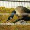 colourful goosey,resting watching Decoy goose for hunting,Decoy goose for hunting