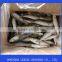 IQF Frozen Sardine 60-70pcs