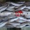 Frozen Horse Mackerel