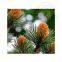 High quality pine needle oil wholesale