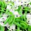 8mm Clips Auto Guard Plate Fastener Car Decorative Pin Fastener Car Styling Clips Car Door Plastic Rivet Fixed Clips