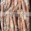 frozen todarodes pacificus squid japan squid