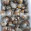 Natural Ammonite Fossils Polished Jade Fossils for Wholesale