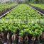 S shaped ficus ginseng microcarpa bonsai tree banyan ficus indoor ornamental decorative plants nursery