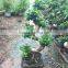 Outdoor plant mini bonsai s shape flowering spring plants