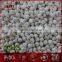 white fresh high quality garlic