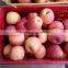 fuji apple for Dubai Market market