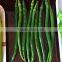 High Yield Long Pepper Seeds chinese vegetable seeds for growing-Xin Guan No.3