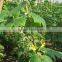 Best selling pickled cucumbers in jar & Gherkins 3-6cm from Vietnam in glass jar 720ml