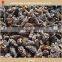 Real wild AD dried Morchella mushrooms with 2-7cm