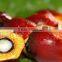 80TPH Palm Oil Milling,Palm Oil Milling Machine,Palm Oil Milling Equipment Supplier With Turnkey Project For Indonesia