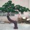 Evergreen pine trees for garden decoration