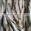 Frozen Sardine Fish For Bait